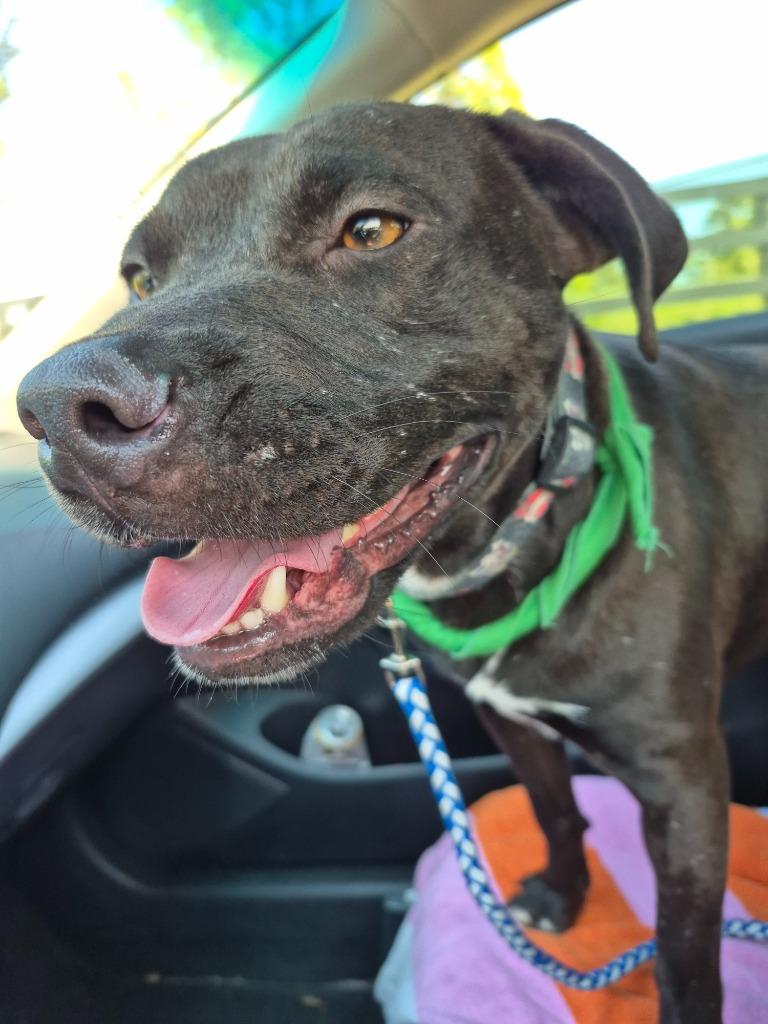 Enlarge Cherrypie, a Adoptable mixed breed in Rome, GA image 4/4