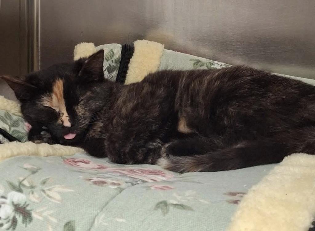 Indica, ADOPTABLE, Young Female Domestic Medium Hair.