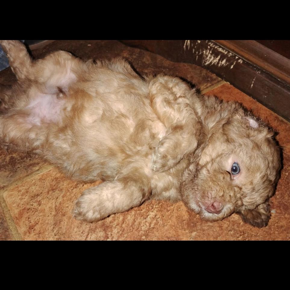 Mr. Piglet, Adoptable, Puppy Male Miniature Poodle & Mixed Breed.