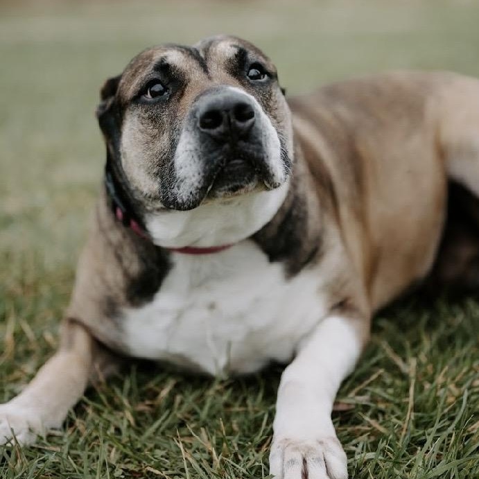 Enlarge Coco Ask to Meet!! In Foster!!, a Adoptable Mixed Breed in Elyria, OH image 5/6