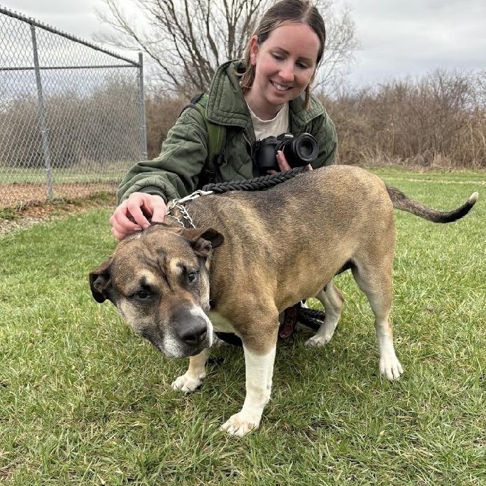 Coco Ask to Meet!! In Foster!!, Adoptable, Senior Female Mixed Breed.