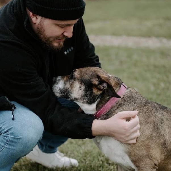 Enlarge Coco Ask to Meet!! In Foster!!, a Adoptable Mixed Breed in Elyria, OH image 4/6