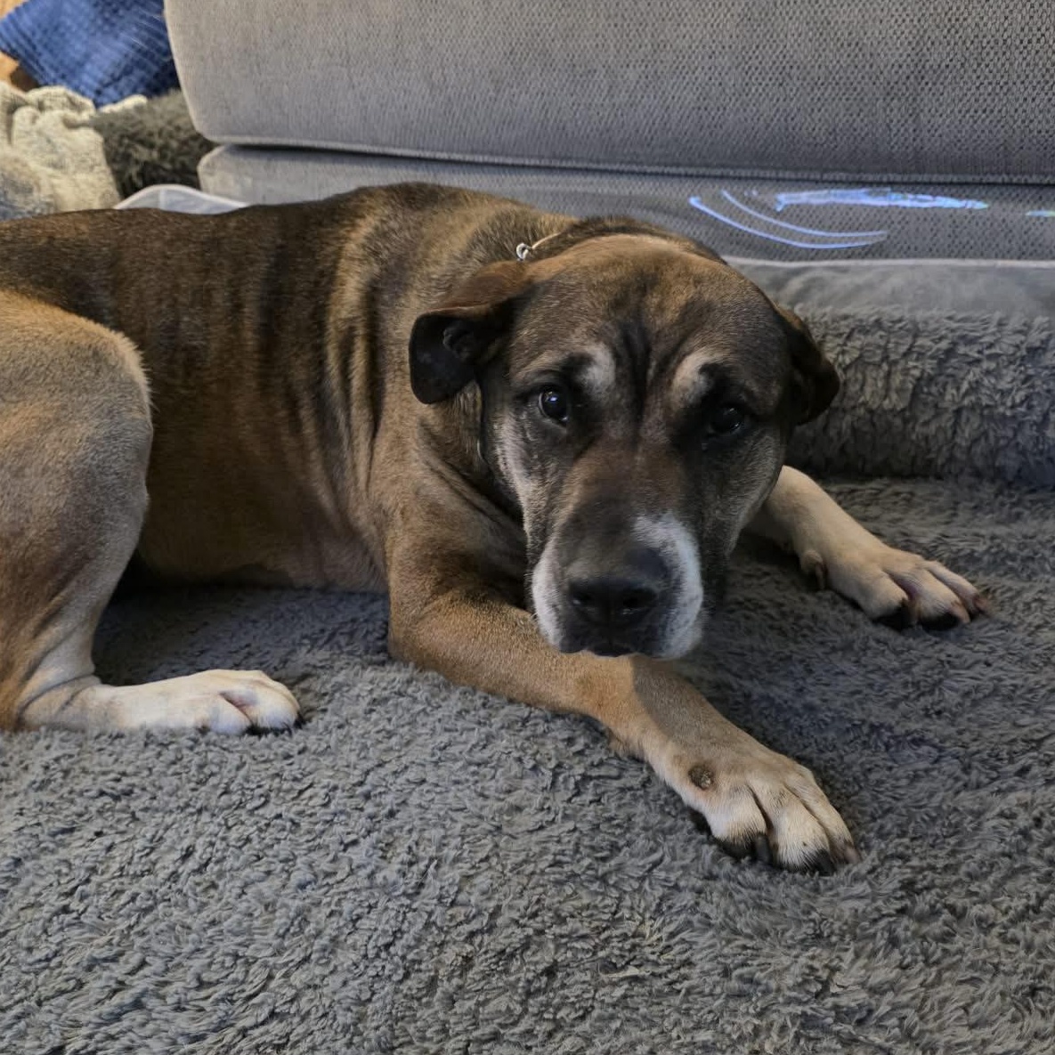 Coco Ask to Meet!! In Foster!!, Adoptable, Senior Female Mixed Breed.