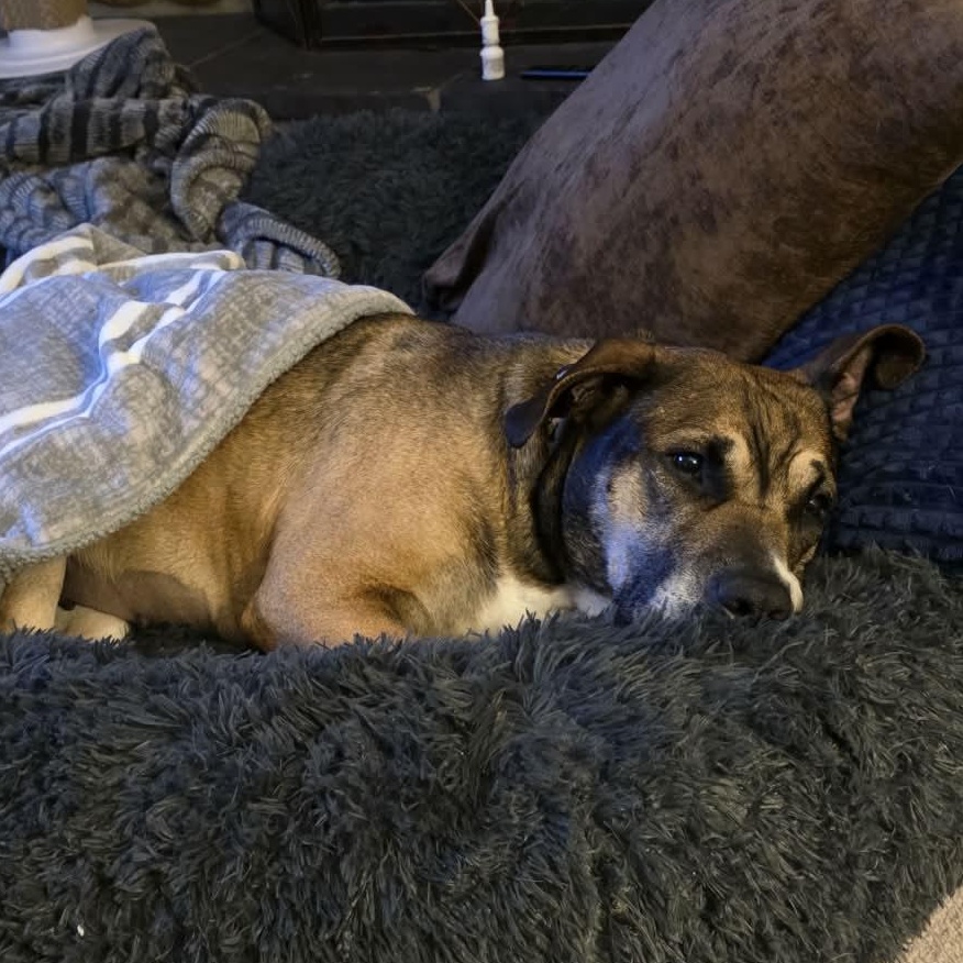 Enlarge Coco Ask to Meet!! In Foster!!, a Adoptable Mixed Breed in Elyria, OH image 2/6