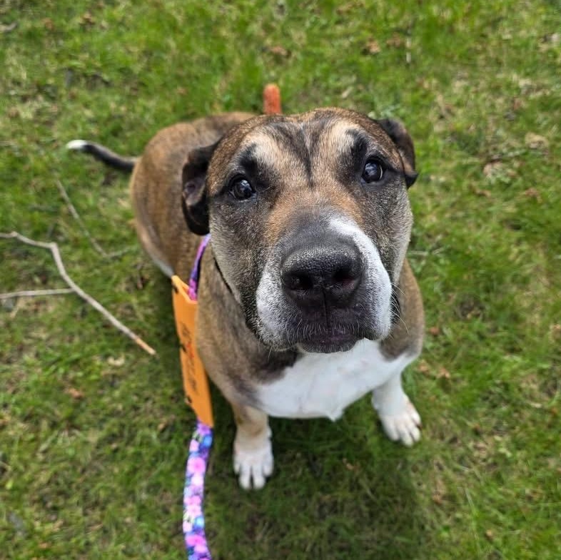 Enlarge Coco Ask to Meet!! In Foster!!, a Adoptable Mixed Breed in Elyria, OH image 1/6