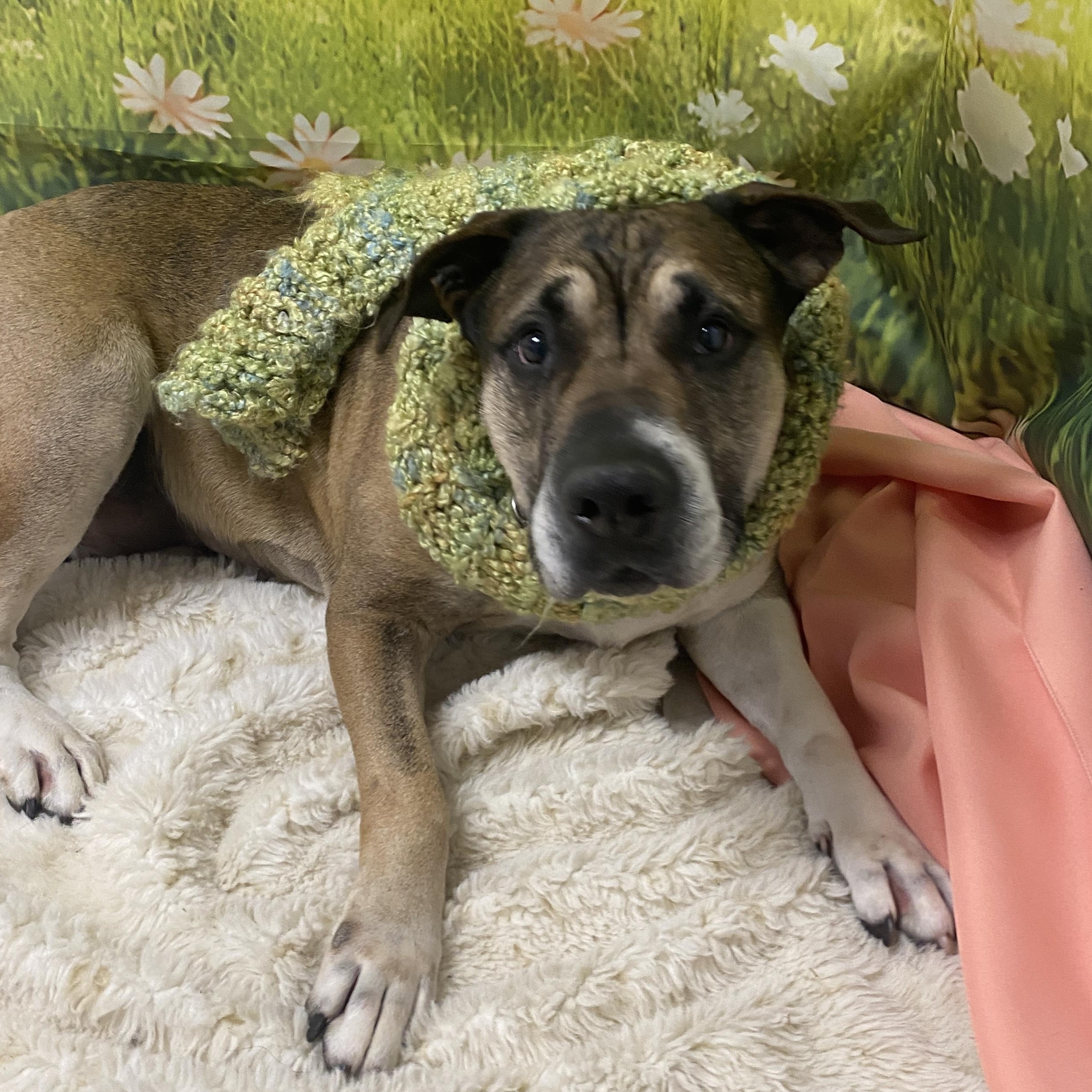 Enlarge Coco Ask to Meet!! In Foster!!, a Adoptable Mixed Breed in Elyria, OH image 3/6