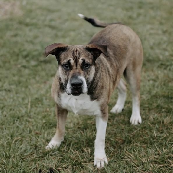 Enlarge Coco Ask to Meet!! In Foster!!, a Adoptable Mixed Breed in Elyria, OH image 6/6