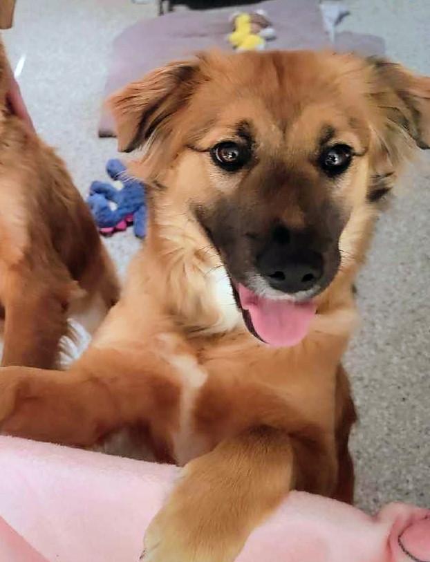 Lilly, adopted, Young Female Shepherd & Labrador Retriever.