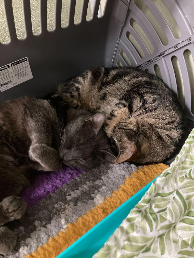 Hall (Bonded to Oates), Adoptable, Adult Male Domestic Short Hair.