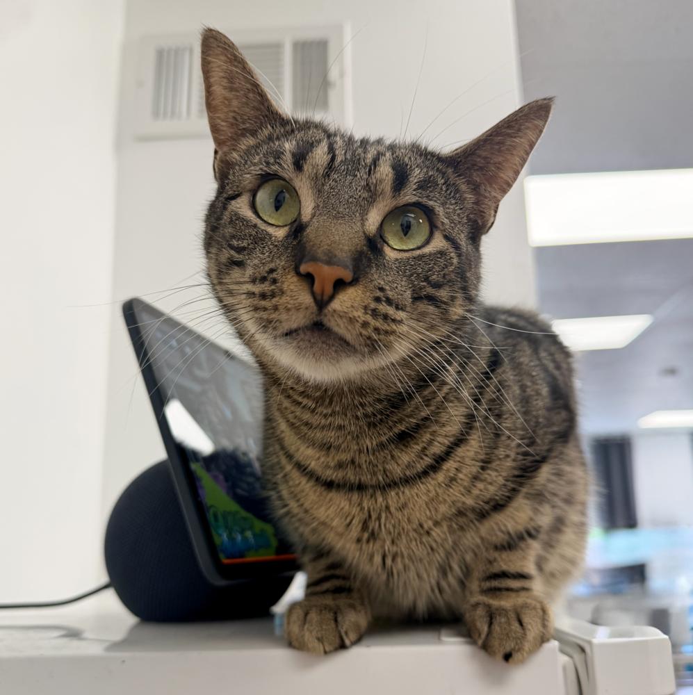 Hall, a Adoptable mixed breed in Milltown, NJ image 3/5