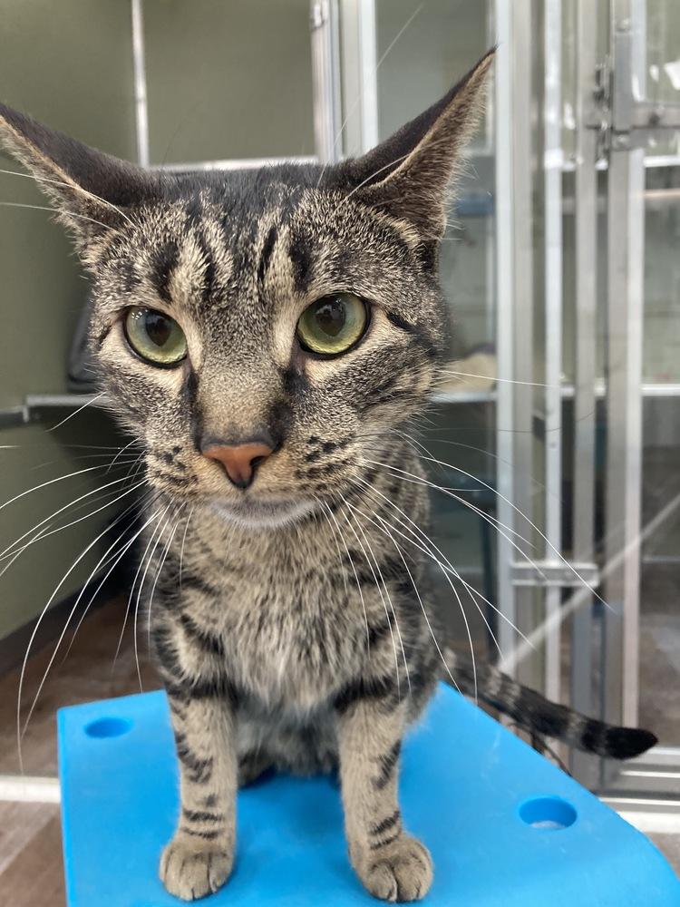 Enlarge Hall (Bonded to Oates), a Adoptable mixed breed in Milltown, NJ image 2/2