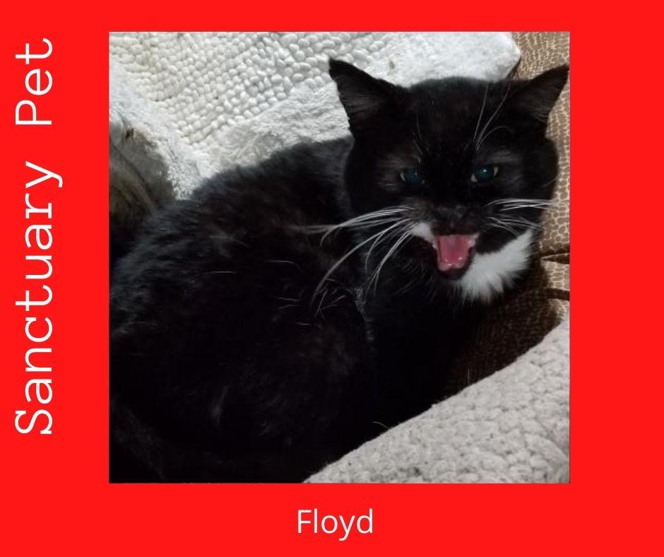 Enlarge Floyd the Cellar Cat, a Adoptable Domestic Short Hair in Cuba, NY image 1/6