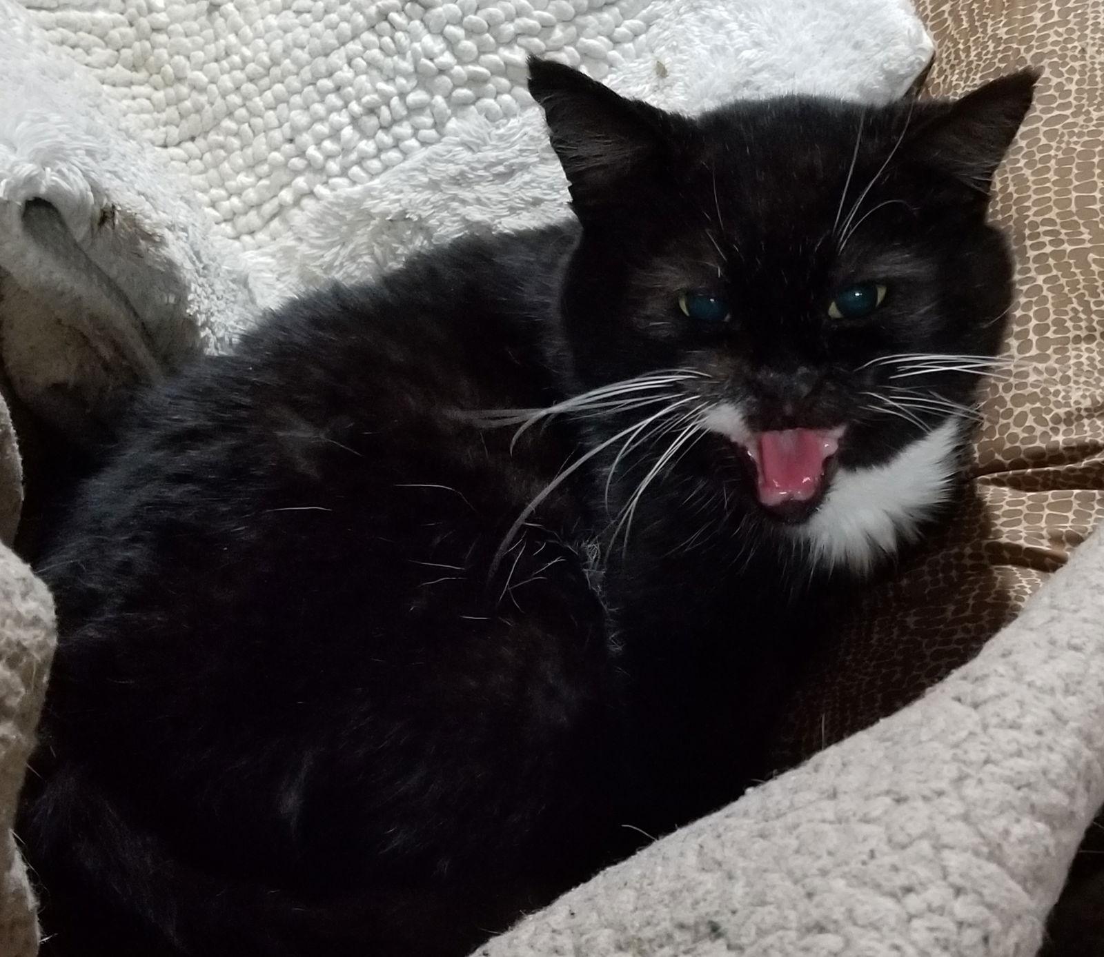 Floyd the Cellar Cat, Adoptable, Adult Male Domestic Short Hair.