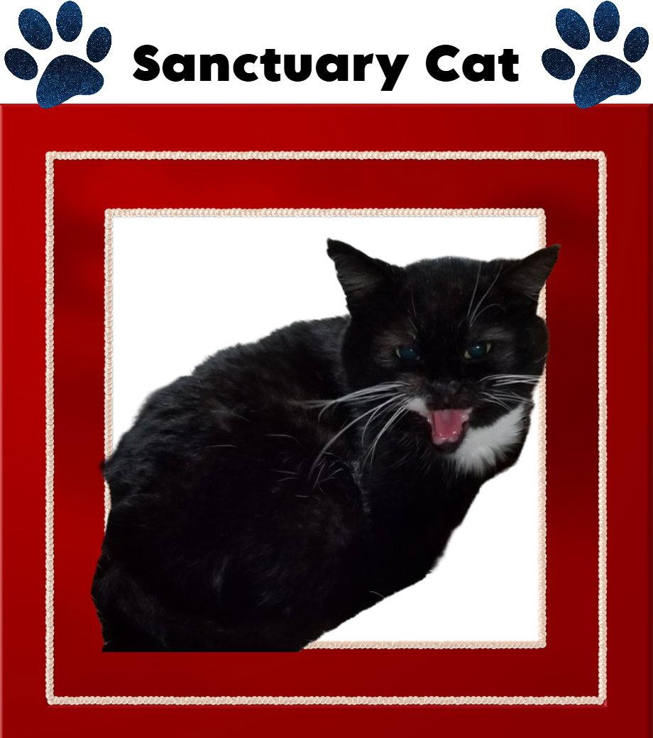 Enlarge Floyd the Cellar Cat, a Adoptable Domestic Short Hair in Cuba, NY image 2/2