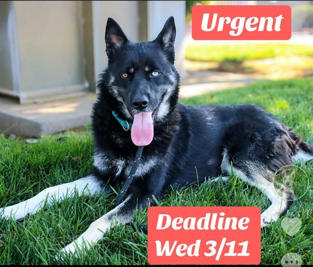 Enlarge BRAXTON, a Adoptable mixed breed in Sacramento, CA image 1/1