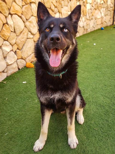 Enlarge BRAXTON, a Adoptable mixed breed in Sacramento, CA image 1/1