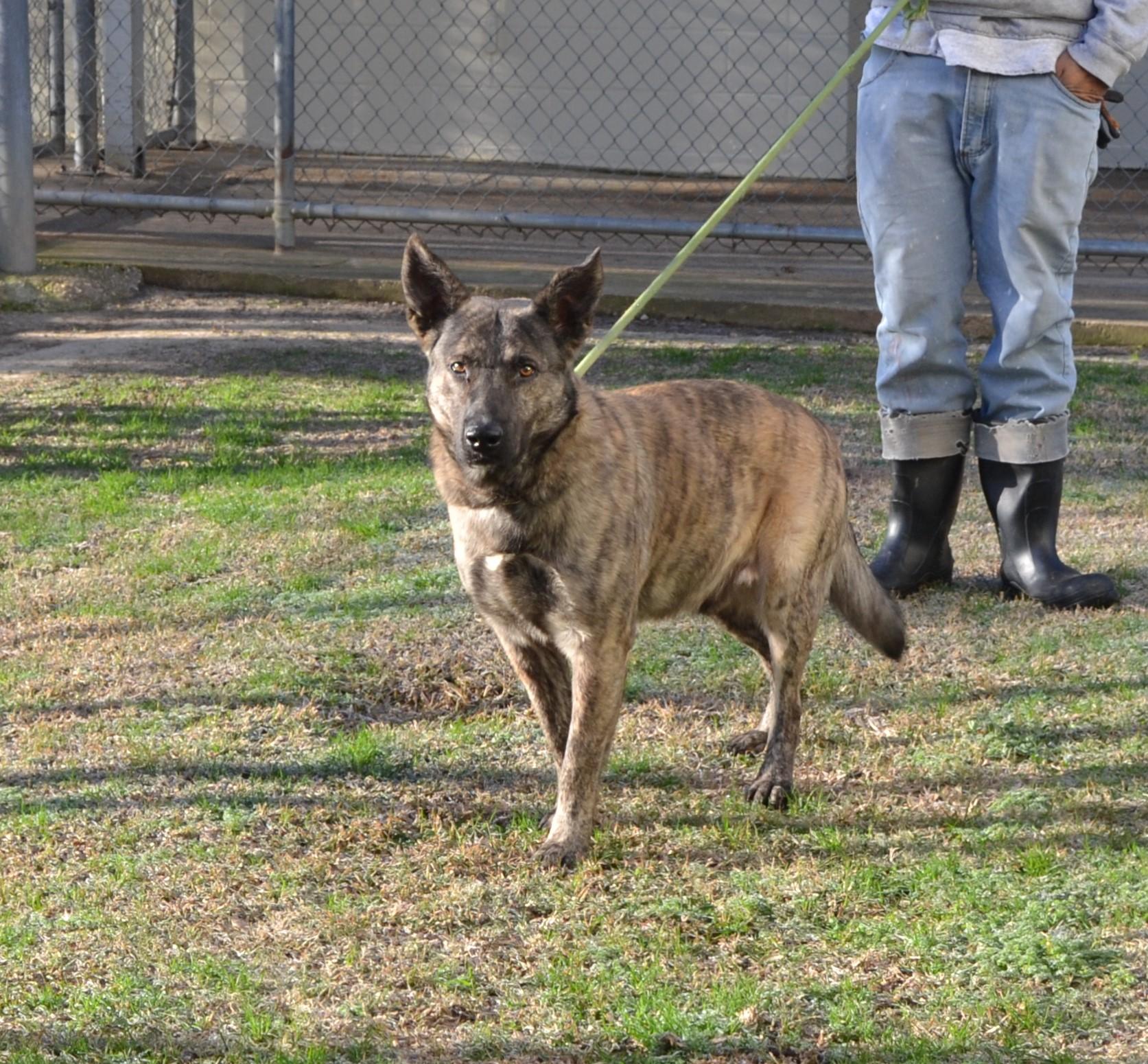 Enlarge ONE, a Adoptable Dutch Shepherd in Jackson, LA image 1/1