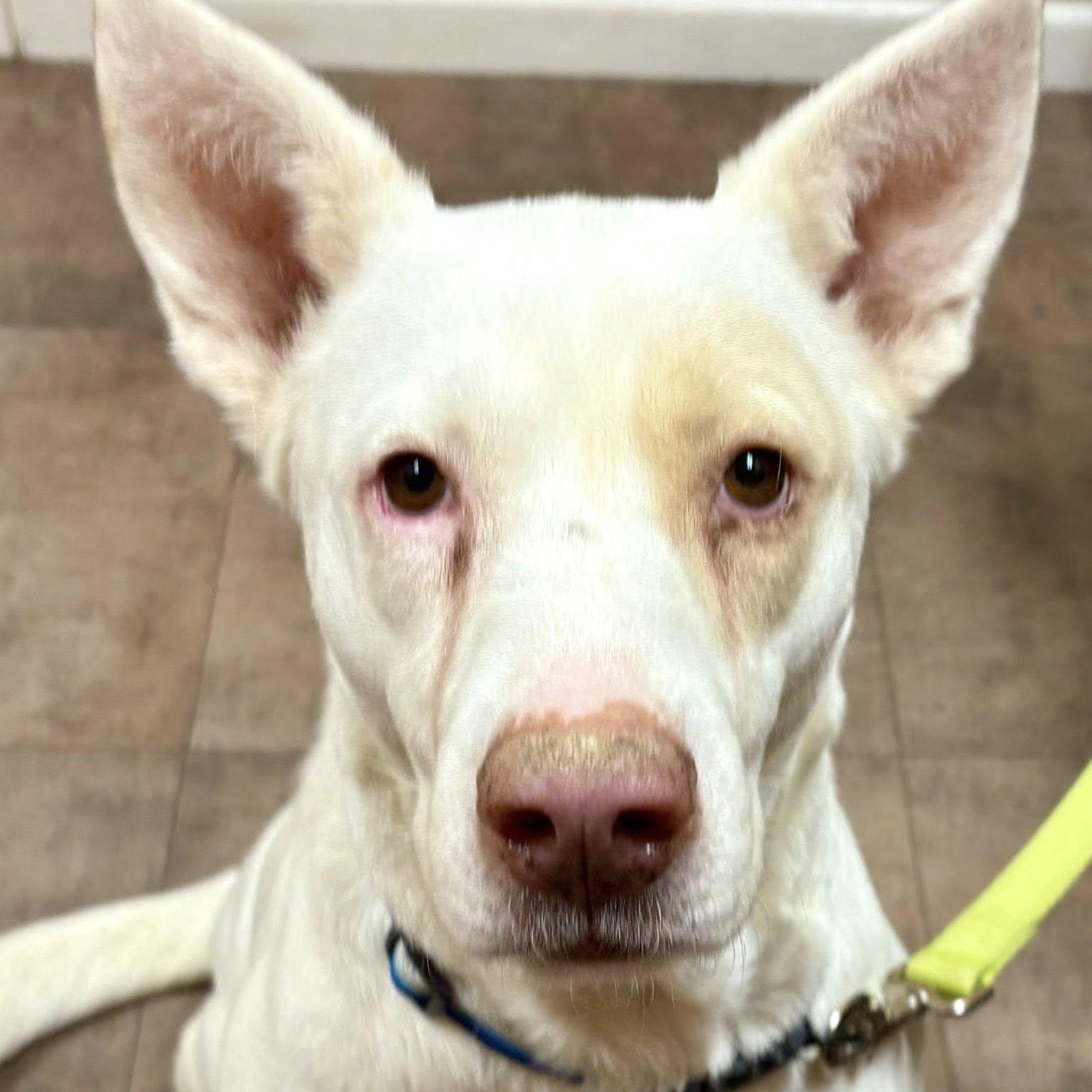 Havana, a Adoptable mixed breed in Williamsport, PA image 5/5