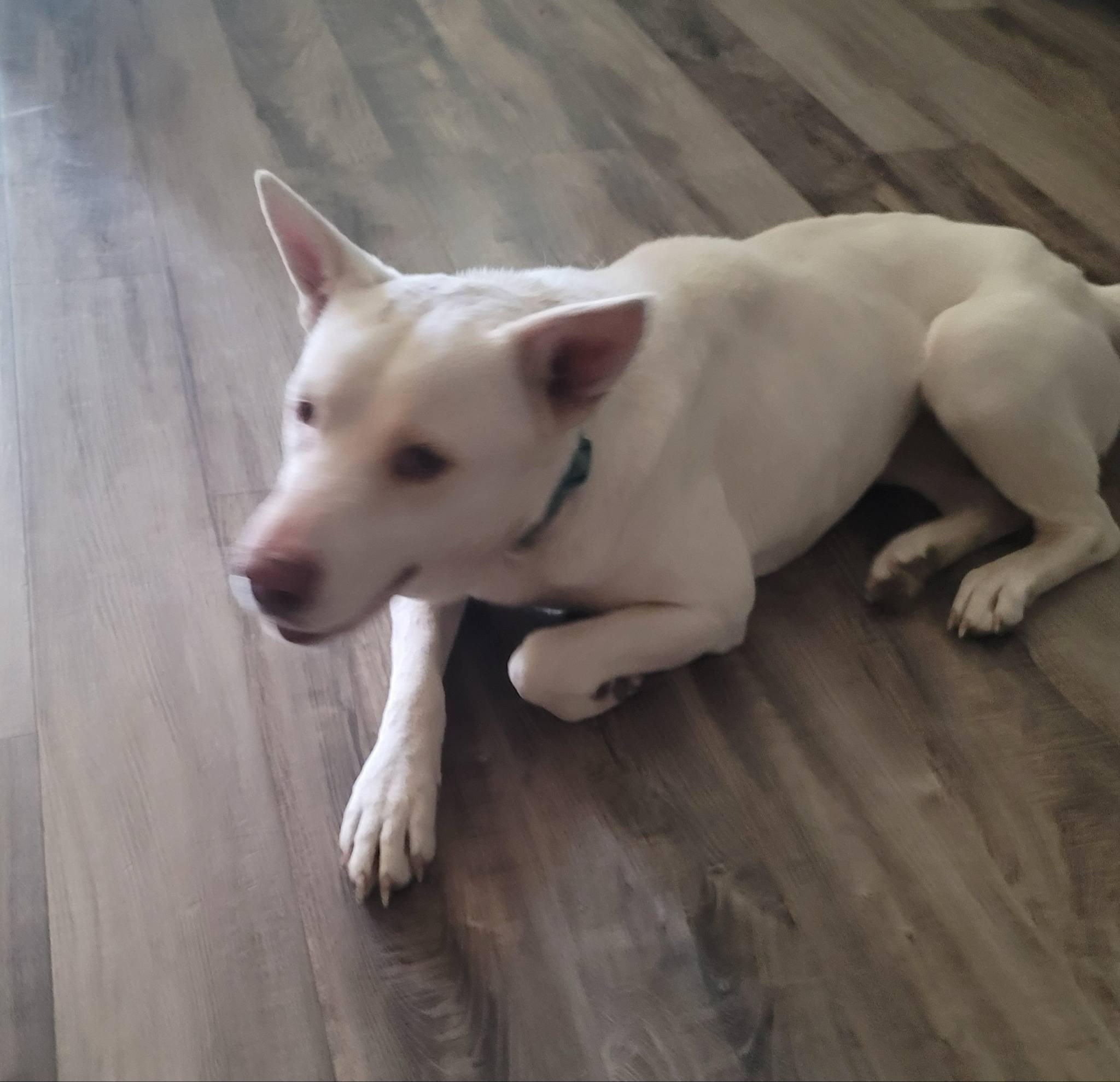 Havana, Adoptable, Adult Female Husky & White German Shepherd.