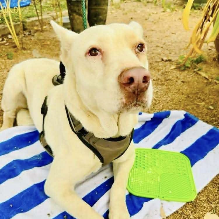 Havana, a Adoptable mixed breed in Williamsport, PA image 3/5