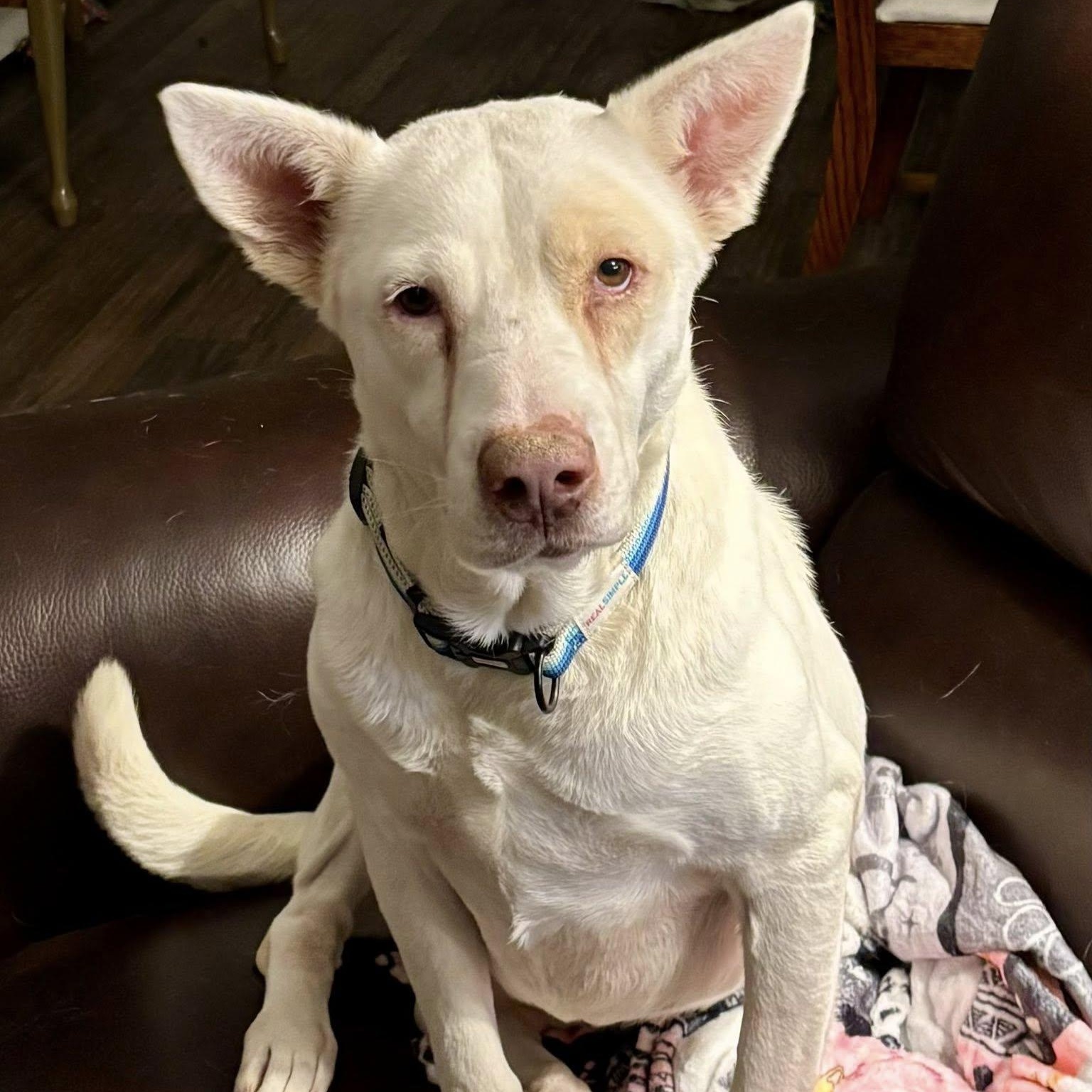 Havana, a Adoptable mixed breed in Williamsport, PA image 4/5