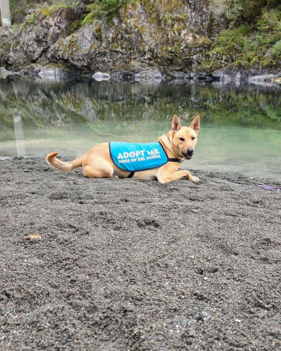 Thor, Adoptable, Young Male Mixed Breed.