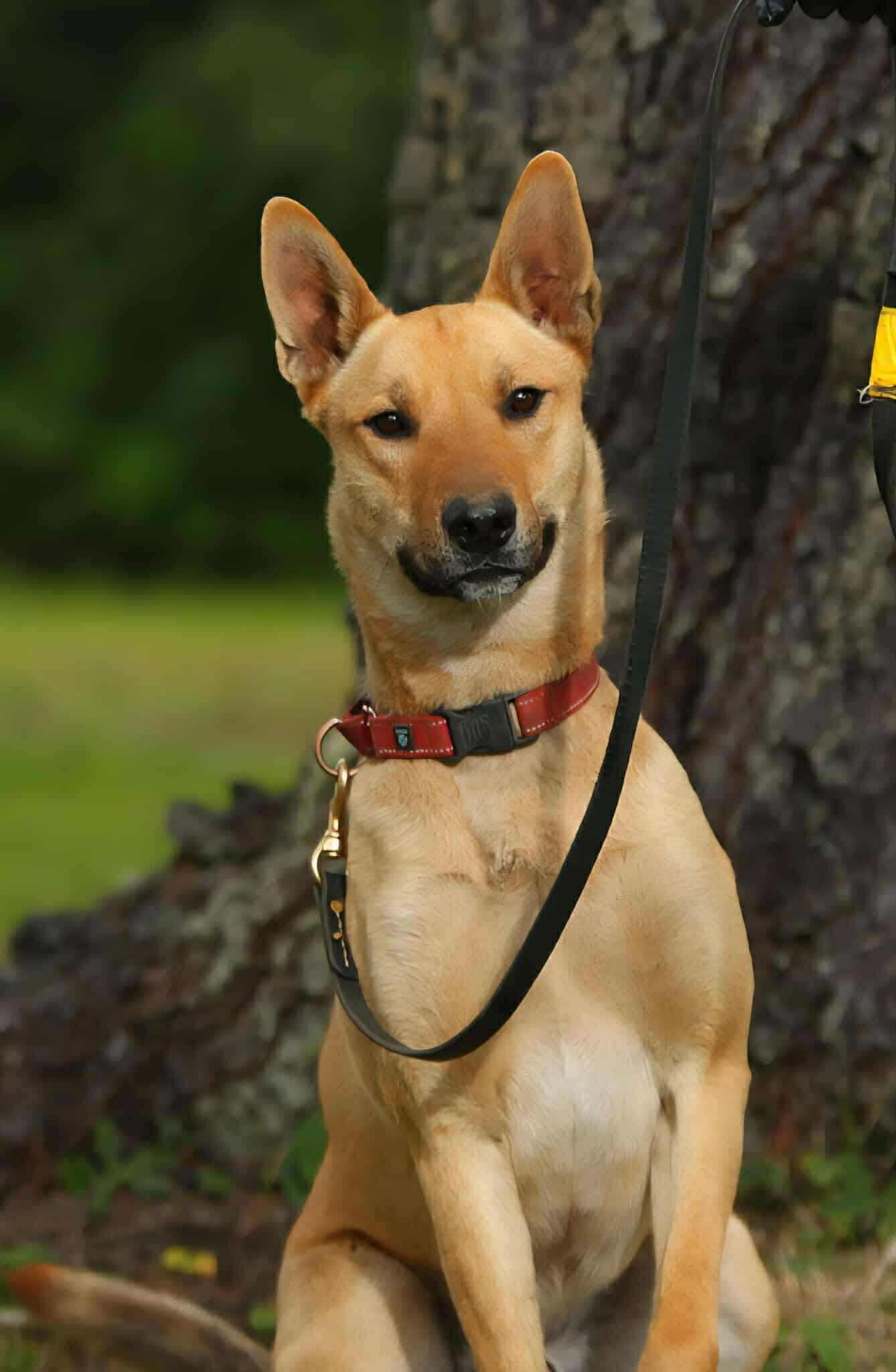 Enlarge Thor, a Adoptable Mixed Breed in Battle Ground, WA image 2/6