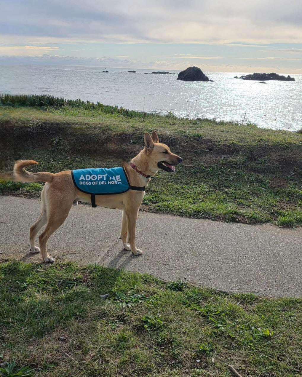 Enlarge Thor, a Adoptable Mixed Breed in Battle Ground, WA image 4/6