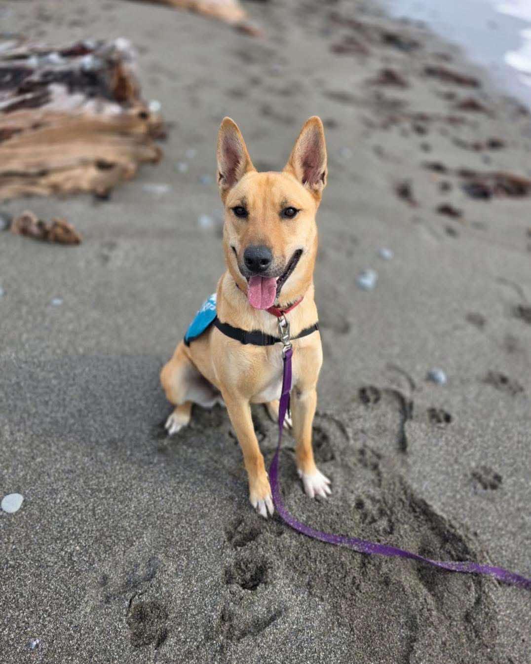 Enlarge Thor, a Adoptable Mixed Breed in Battle Ground, WA image 5/6