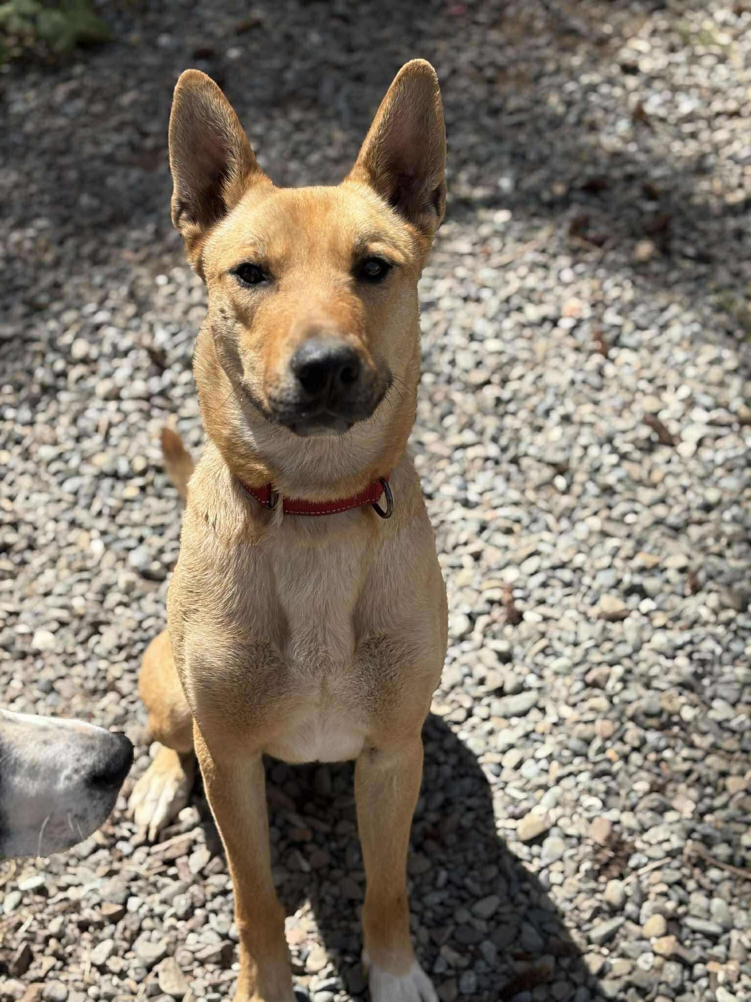 Enlarge Thor, a Adoptable Mixed Breed in Battle Ground, WA image 6/6