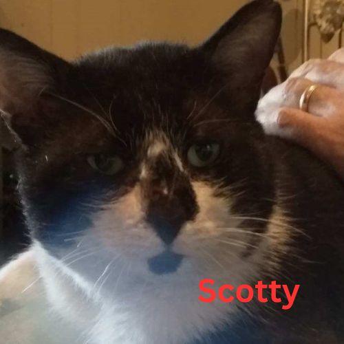 Enlarge Scotty-All He Wants for Christmas is His Forever Home, an adoptable Domestic Short Hair in Laurel, MD image 5/6