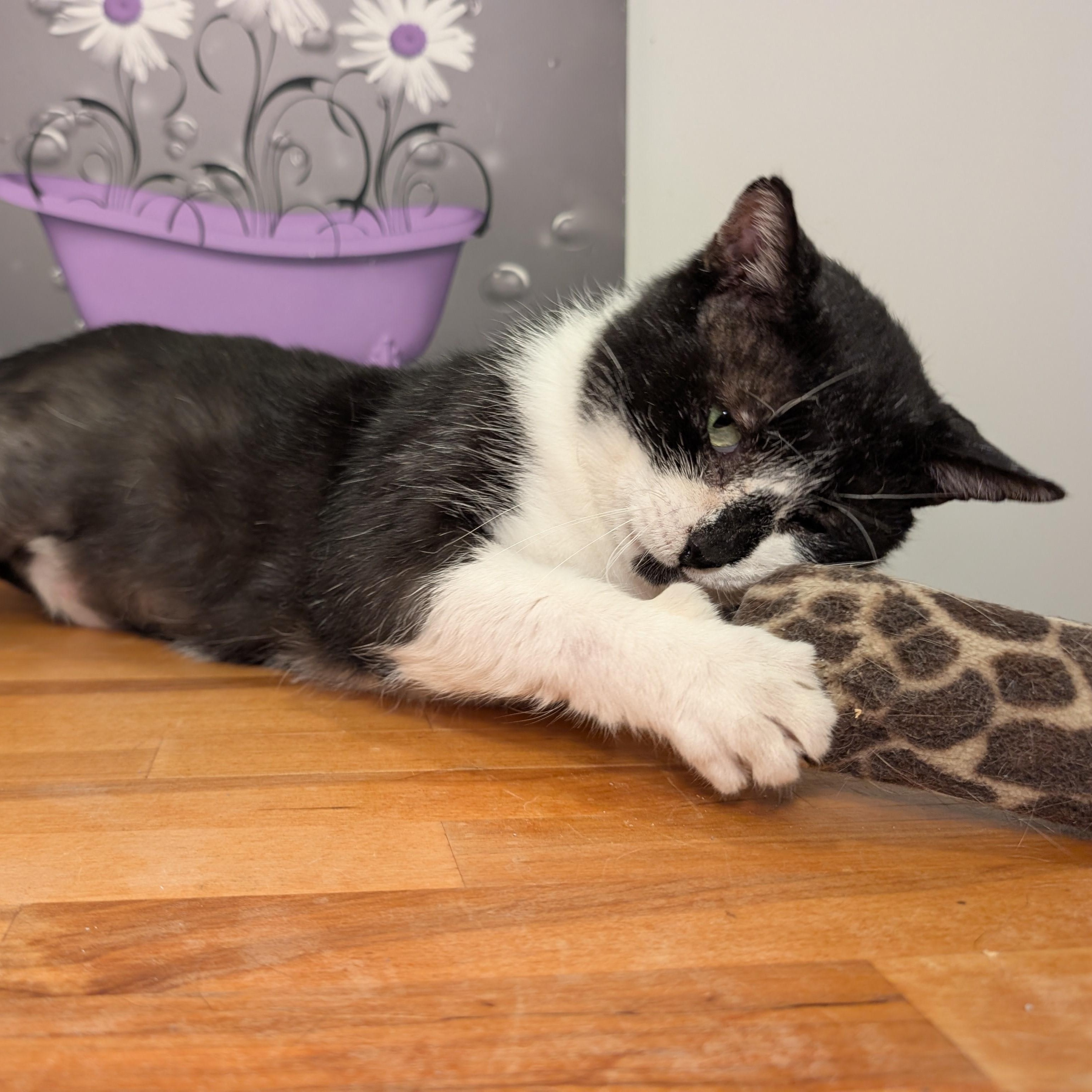 Enlarge Scotty-All He Wants for Christmas is His Forever Home, an adoptable Domestic Short Hair in Laurel, MD image 4/6