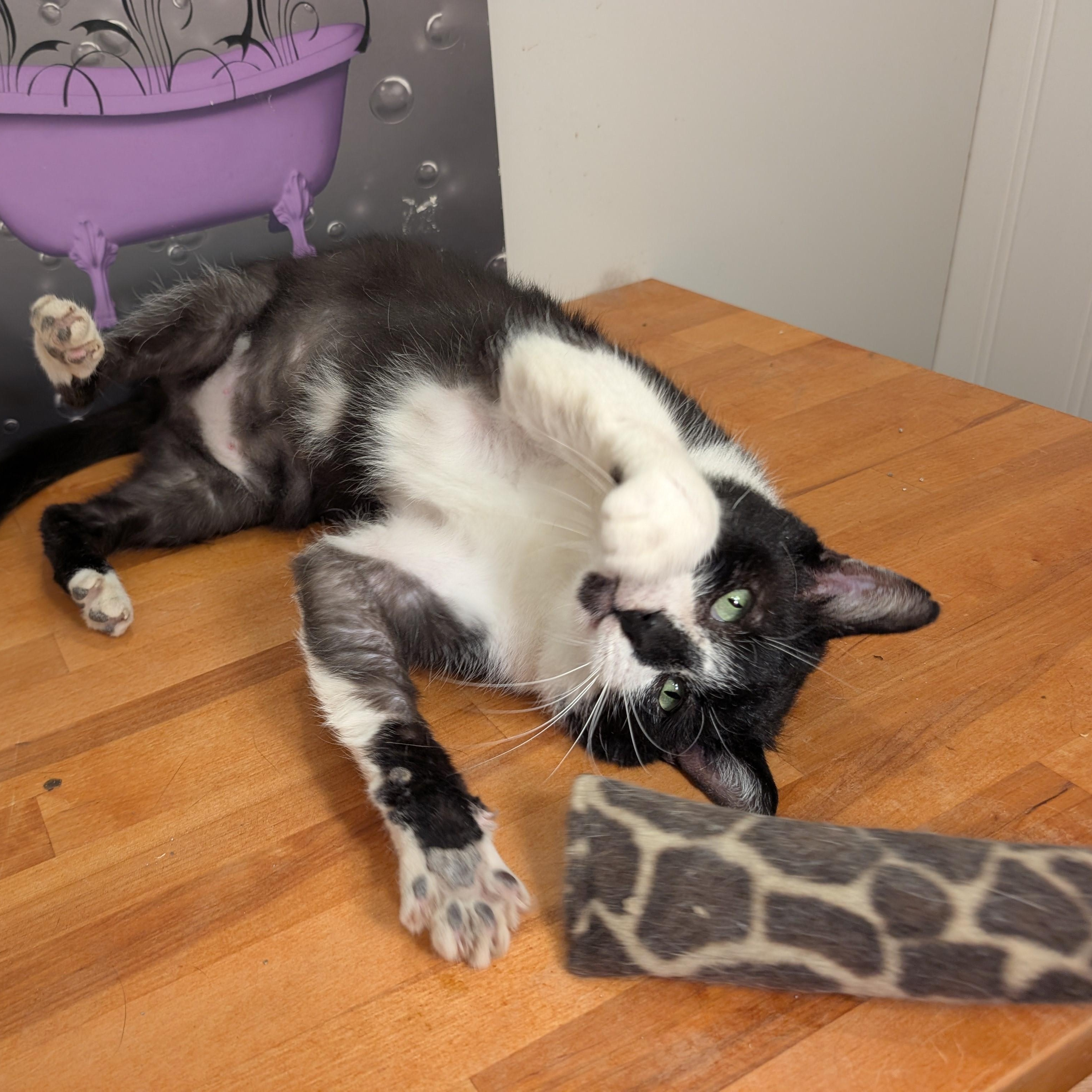 Enlarge Scotty-All He Wants for Christmas is His Forever Home, an adoptable Domestic Short Hair in Laurel, MD image 3/6