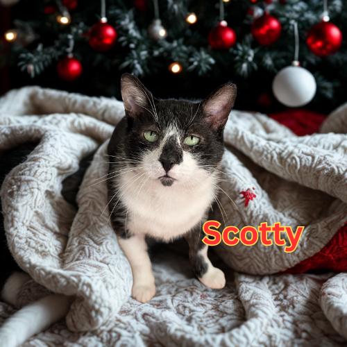 Enlarge Scotty-All He Wants for Christmas is His Forever Home, an adoptable Domestic Short Hair in Laurel, MD image 1/6