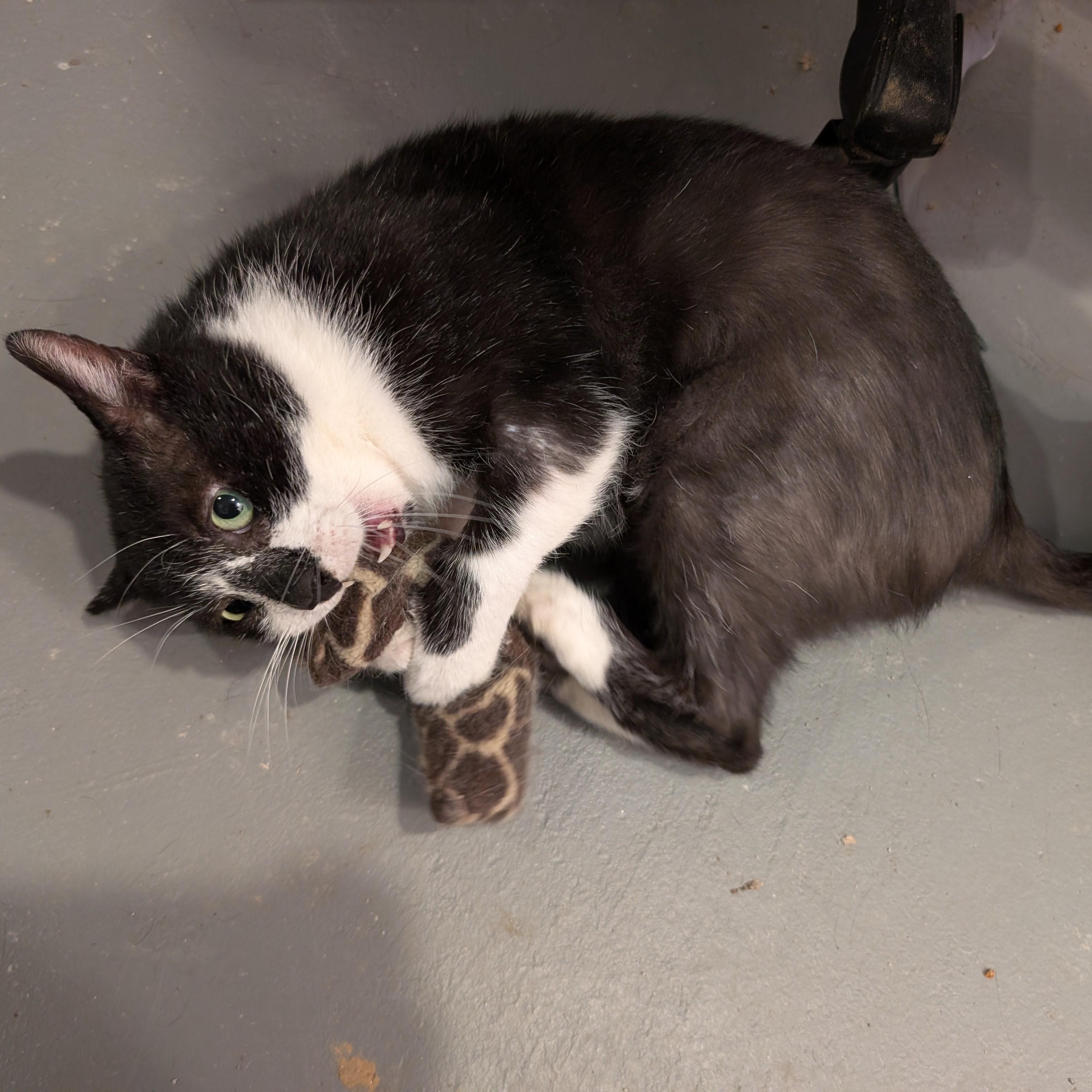 Enlarge Scotty-All He Wants for Christmas is His Forever Home, an adoptable Domestic Short Hair in Laurel, MD image 2/6