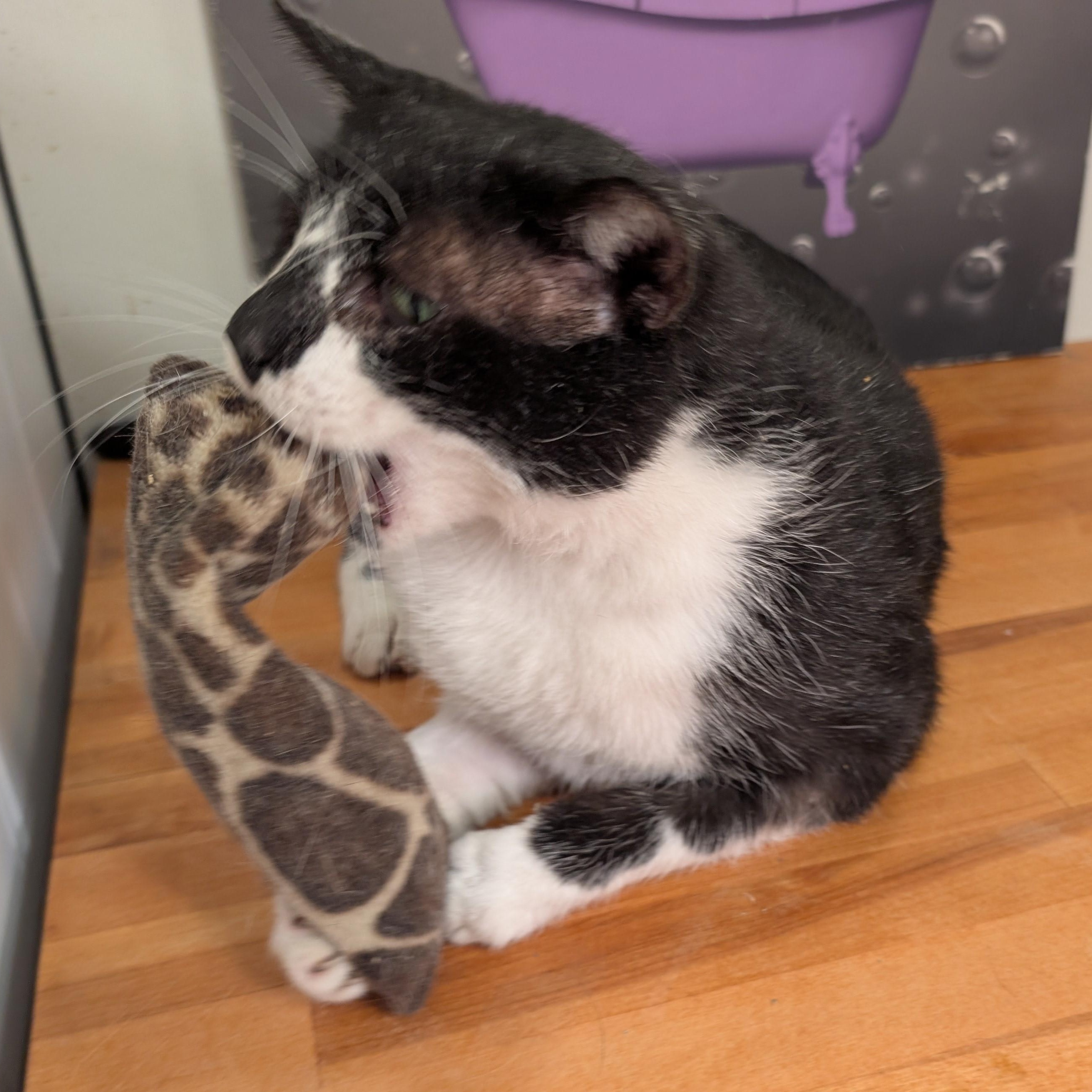 Enlarge Scotty-All He Wants for Christmas is His Forever Home, an adoptable Domestic Short Hair in Laurel, MD image 6/6