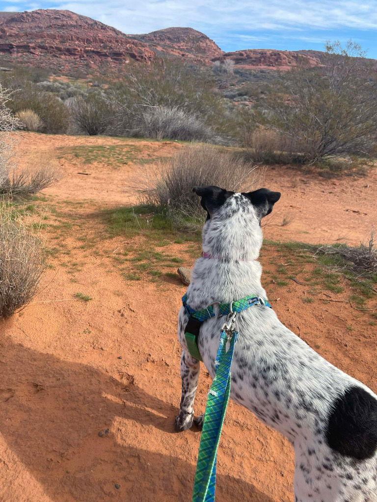 Lady Love, Adoptable, Young Female Australian Cattle Dog / Blue Heeler & Australian Cattle Dog / Blue Heeler.