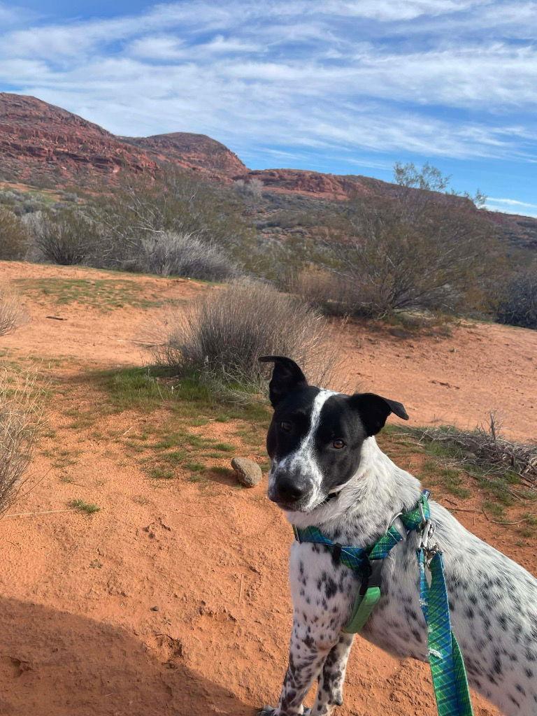 Enlarge Lady Love, a Adoptable mixed breed in Saint George, UT image 3/3