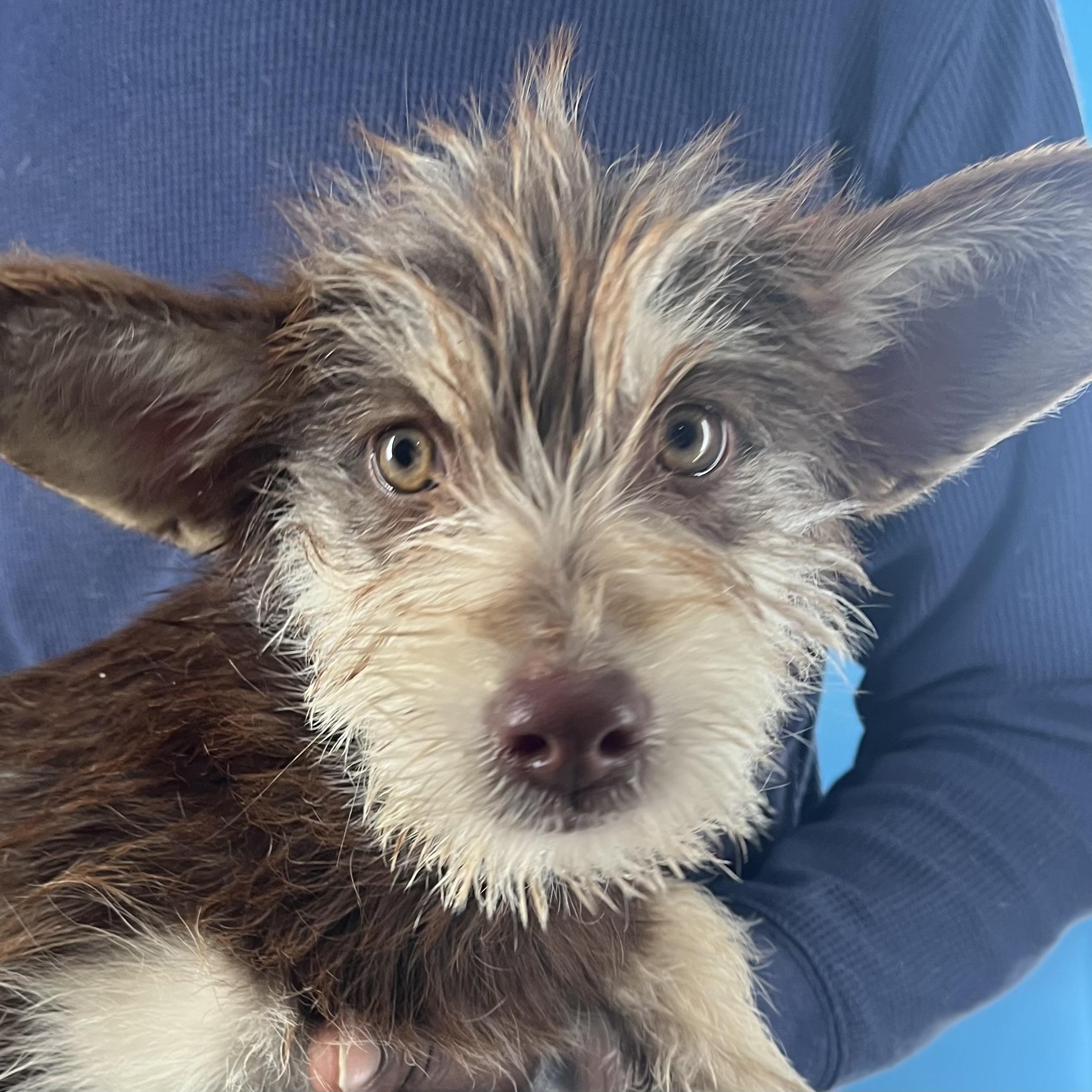 Enlarge Ellie - Local March 13-15, an adopted mixed breed in Gresham, OR image 2/6