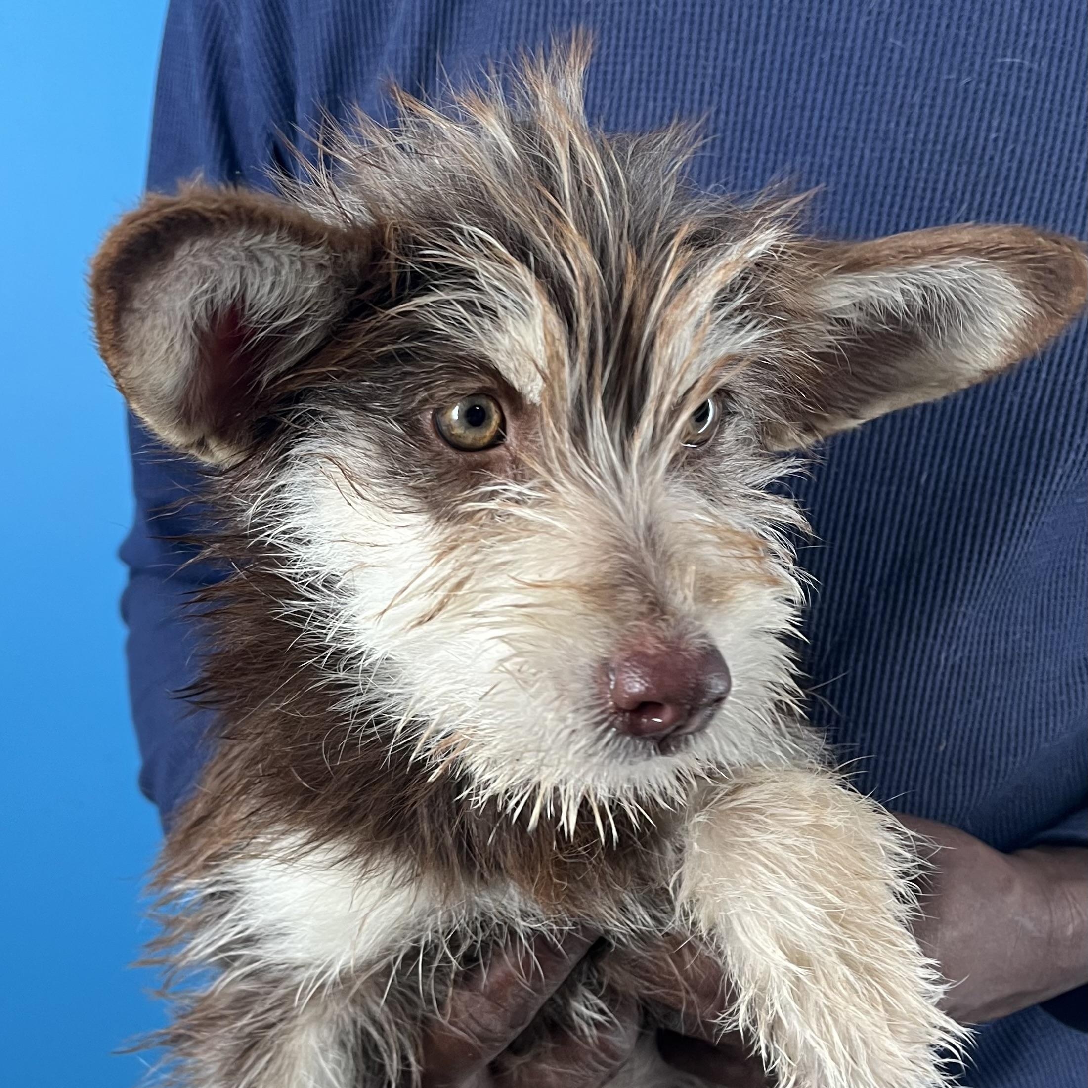 Enlarge Ellie - Local March 13-15, an adopted mixed breed in Gresham, OR image 5/6