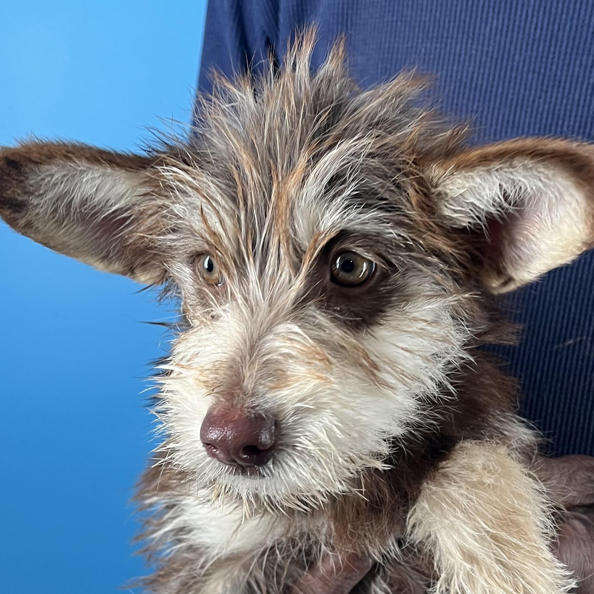 Enlarge Ellie - Local March 13-15, an adopted mixed breed in Gresham, OR image 4/6