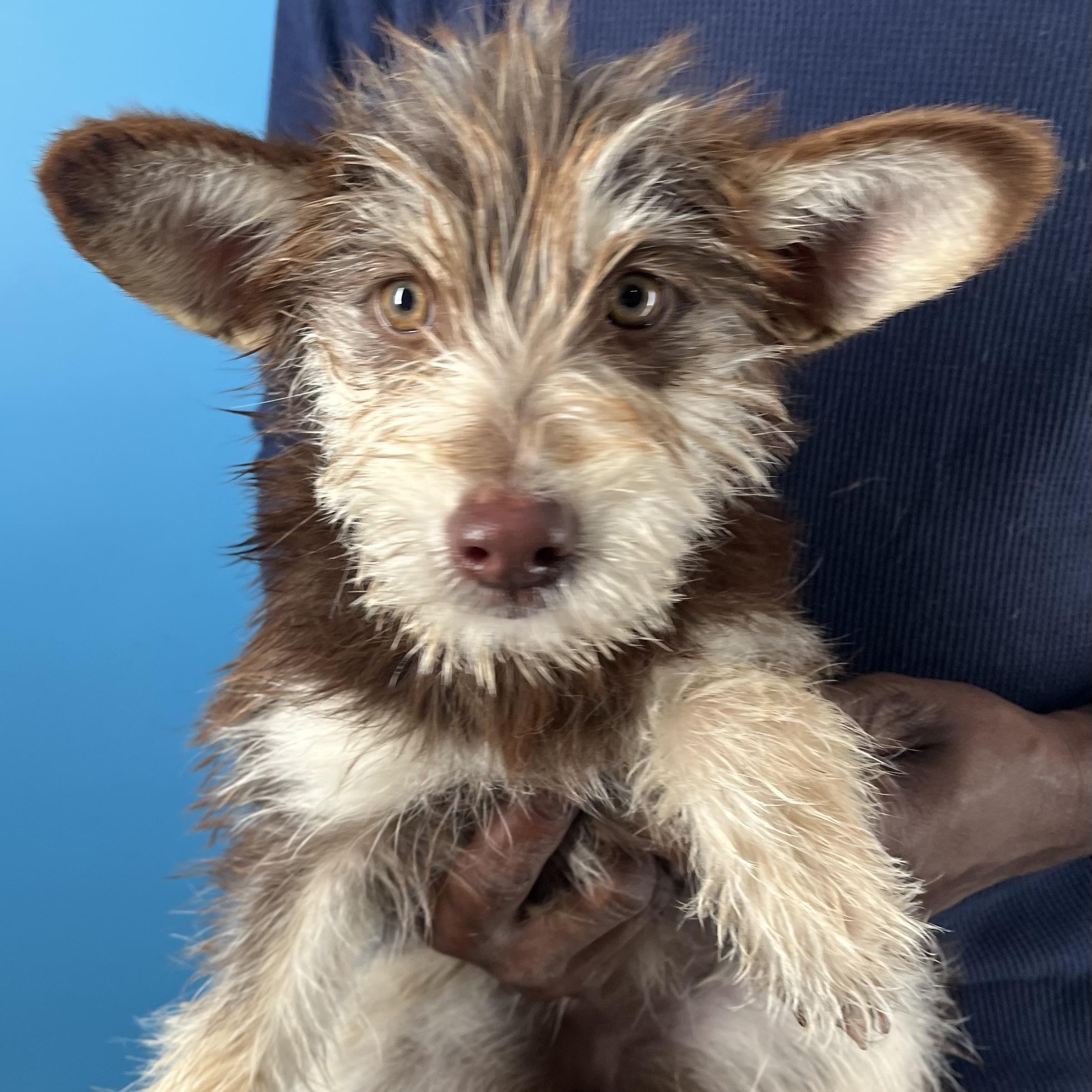 Enlarge Ellie - Local March 13-15, an adopted mixed breed in Gresham, OR image 1/6