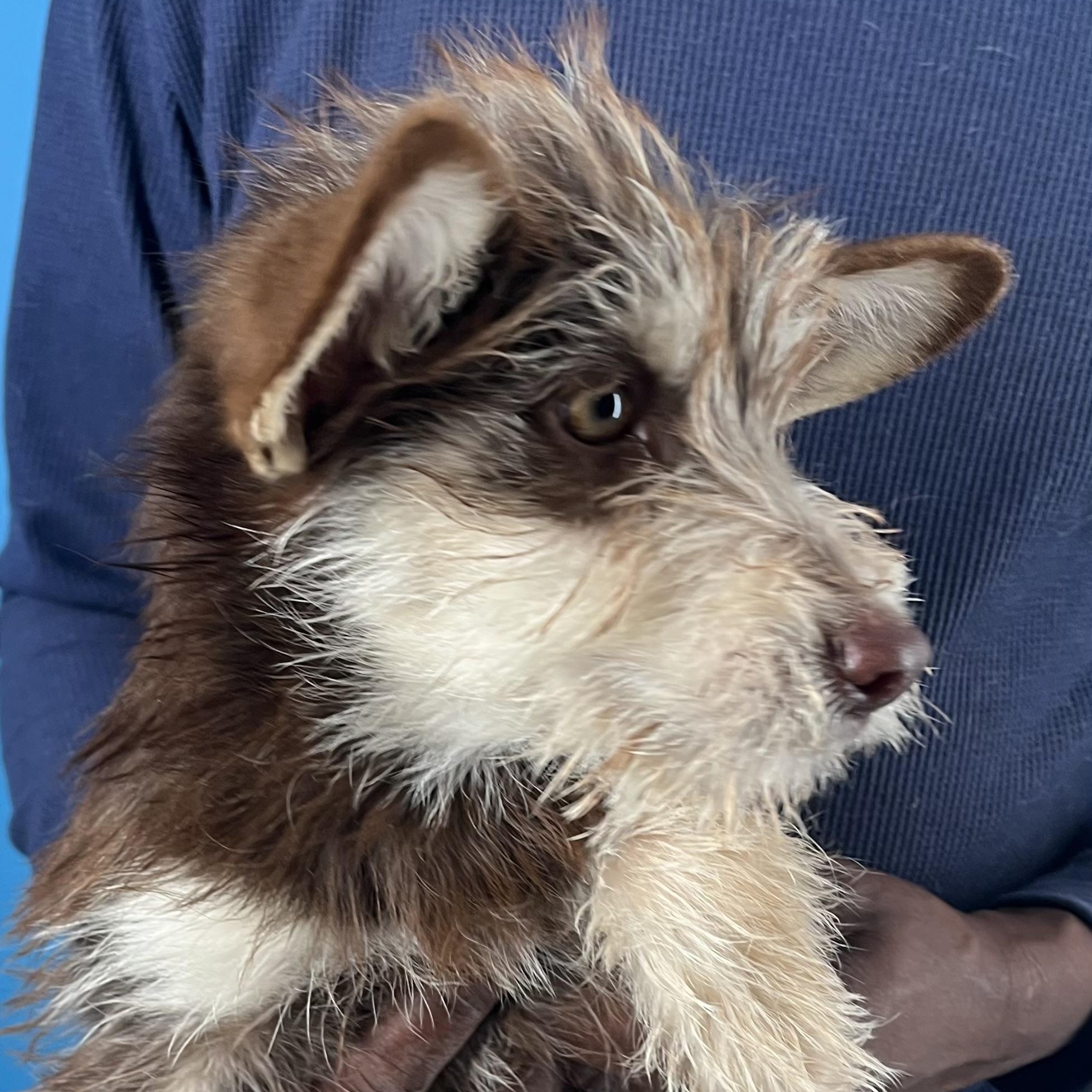 Enlarge Ellie - Local March 13-15, an adopted mixed breed in Gresham, OR image 6/6