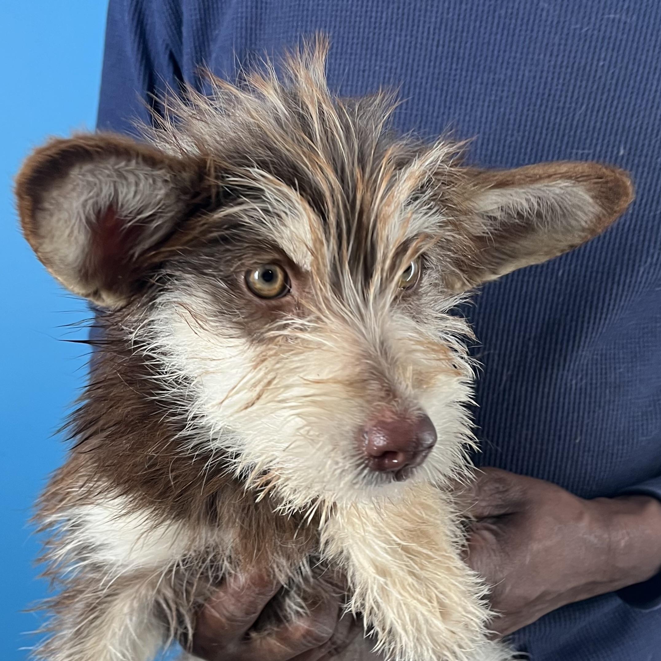 Enlarge Ellie - Local March 13-15, an adopted mixed breed in Gresham, OR image 3/6