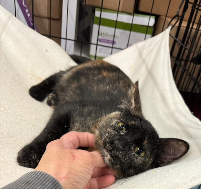 Zoe (CI) Bonded with Elmo, Young Female Domestic Short Hair