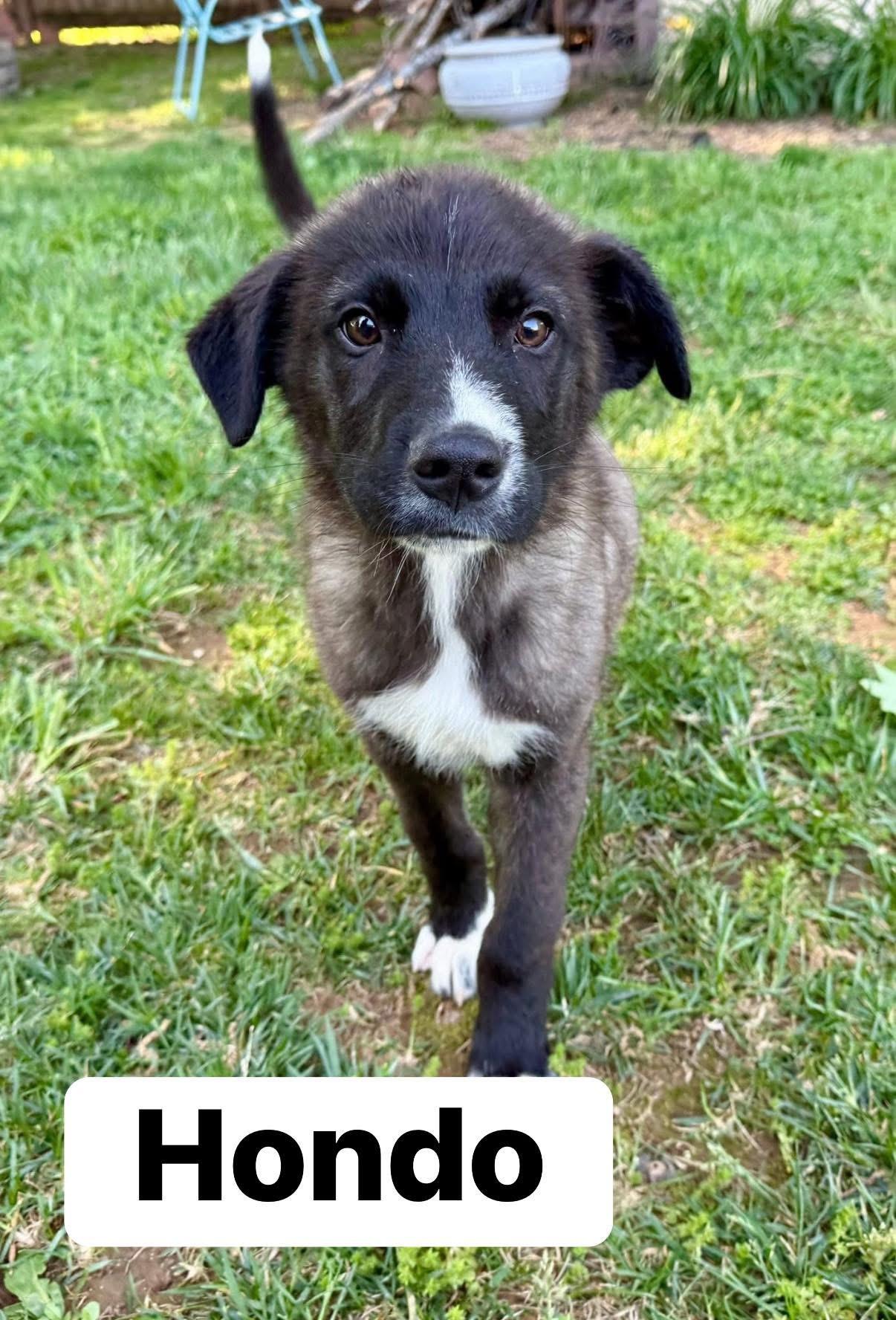 Enlarge Hondo , an adopted Mixed Breed in Louisville, KY image 1/1