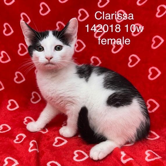 Clarissa, Adoptable, Kitten Female Domestic Short Hair.