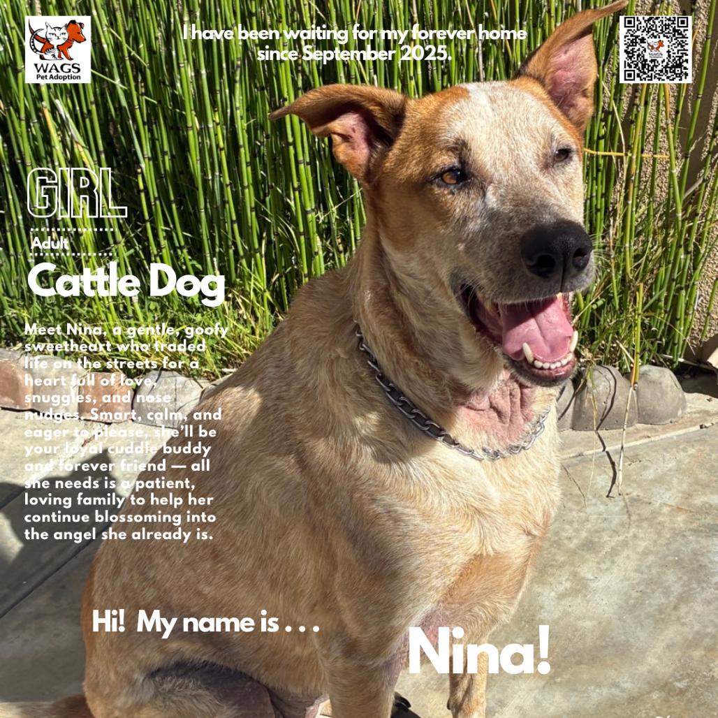 Nina, Adoptable, Adult Female Cattle Dog.