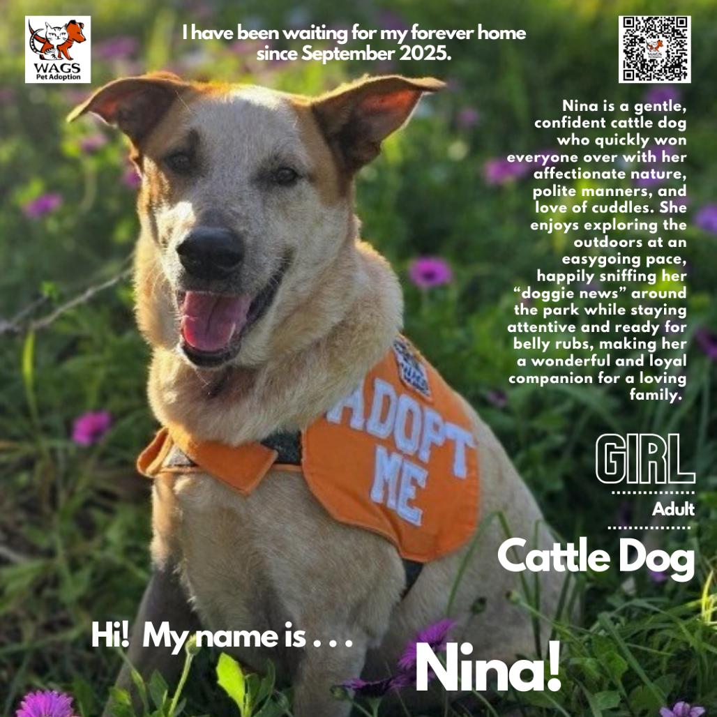 Enlarge Nina, a Adoptable Cattle Dog in Westminster, CA image 2/2
