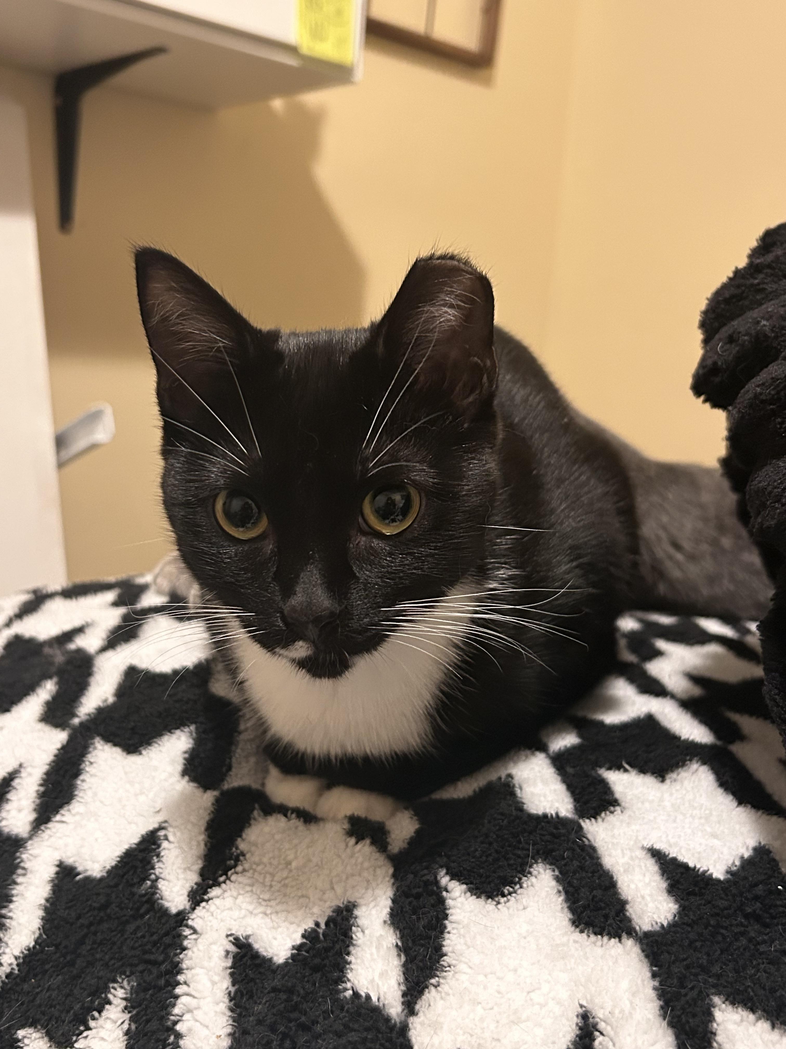 Enlarge Peanut and Poppy - Bonded Pair, a Adoptable Domestic Short Hair in Chaska, MN image 5/6